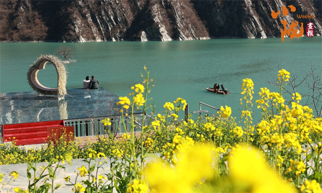 陇南文县满目金黄百里香一方春色醉千山