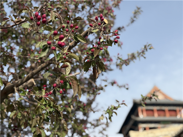 春日追花指南｜一城繁花，邂逅武威浪漫春光