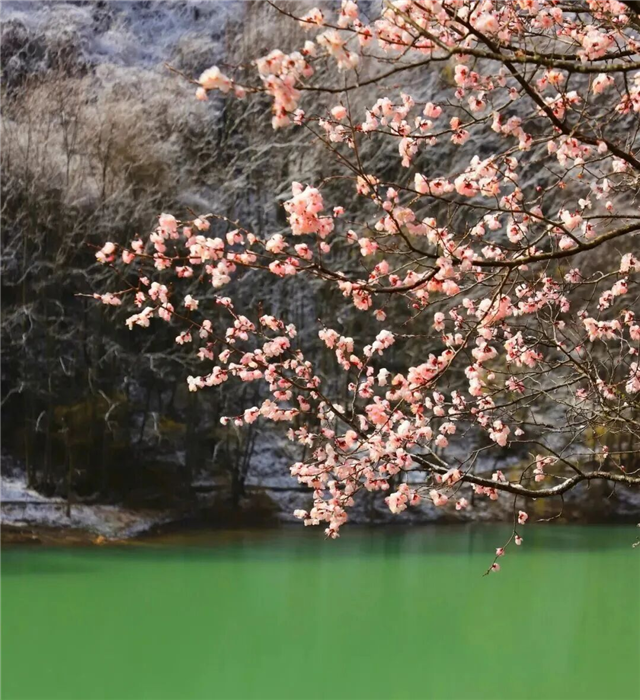 春日天花板！甘肃这些绝美小城，赏花踏青正当时