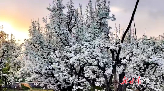 兰州春日漫游指南请查收！
