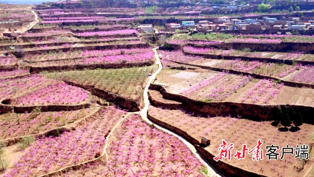 2026年秦安桃花会将于4月8日开园