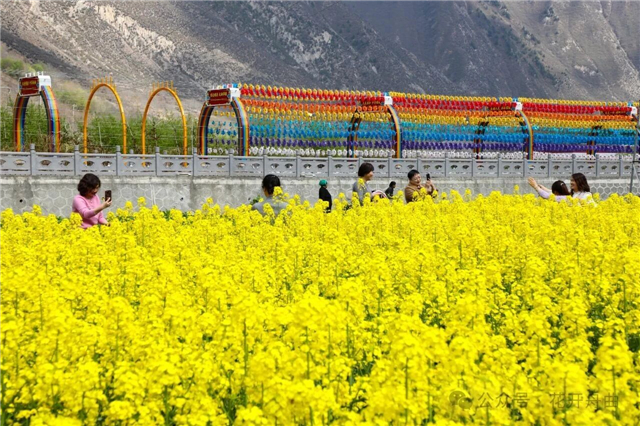 甘南舟曲：万亩油菜花绽放　“藏乡江南”引客来