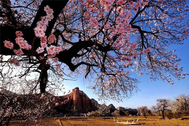 临夏以花为媒激活春日经济新动能