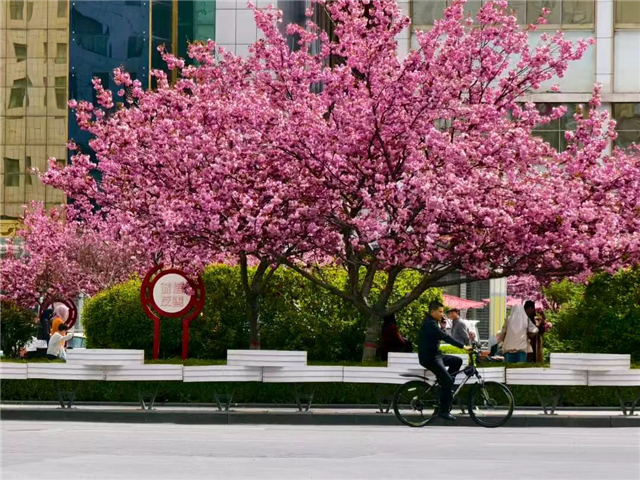 四月临夏，花开成诗，七县一市赏花合集请查收！
