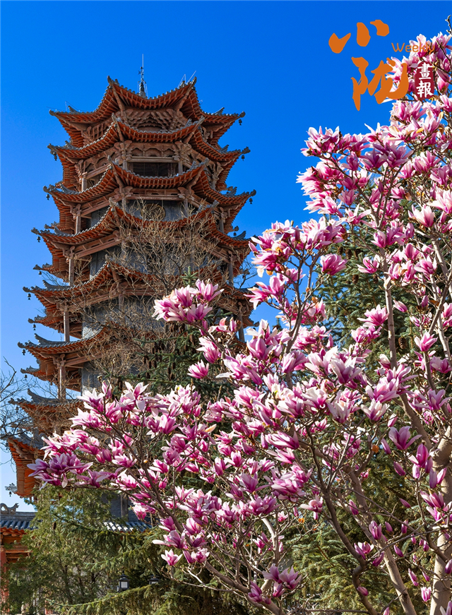 张掖：黑河润绿翠色浓　满街花影迎夏来